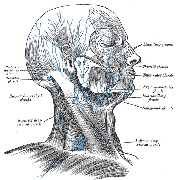 Lymphatic